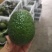 进口牛油果
