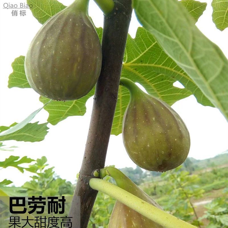 无花果苗波姬红芭劳奈布兰瑞克无花果杯苗