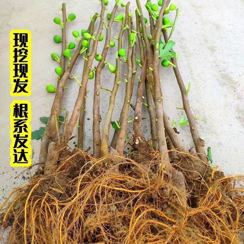 无花果苗波姬红芭劳奈布兰瑞克无花果杯苗