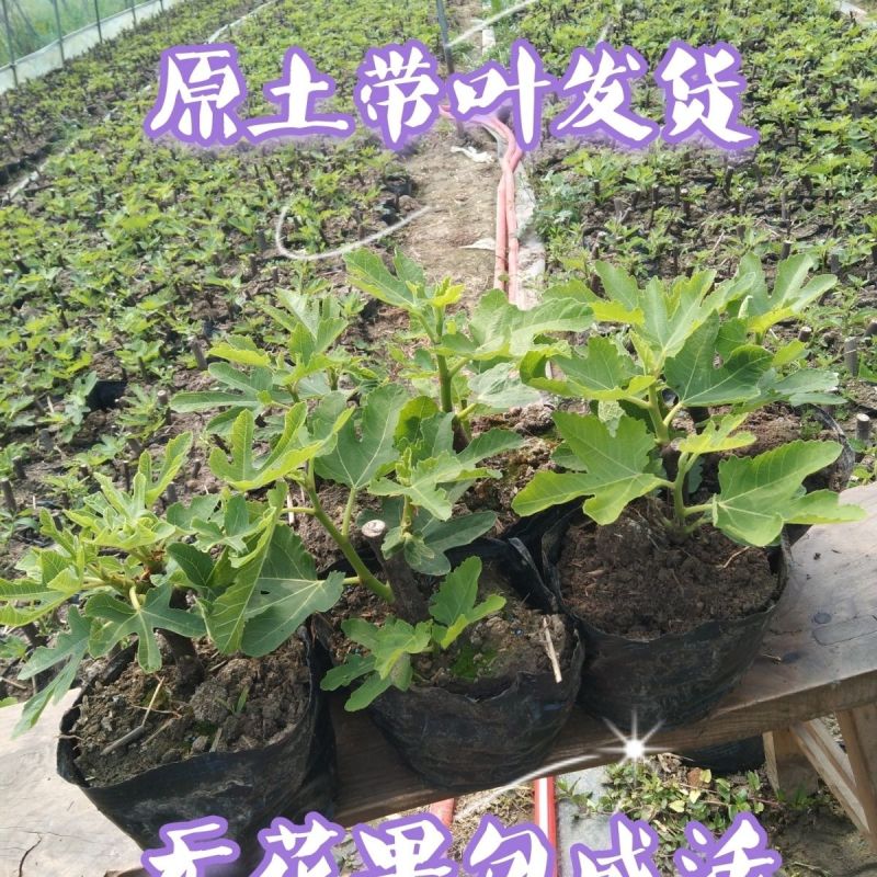 无花果苗波姬红芭劳奈布兰瑞克无花果杯苗