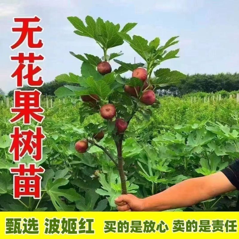 无花果苗波姬红芭劳奈布兰瑞克无花果杯苗