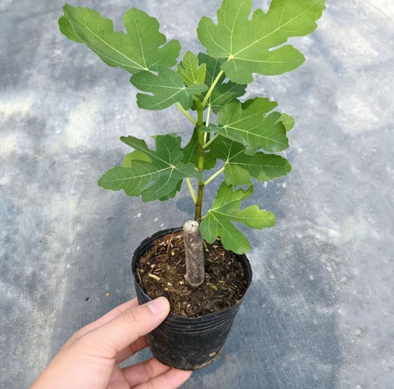 无花果苗波姬红芭劳奈布兰瑞克无花果杯苗