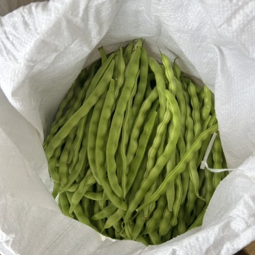精品大青豆中上货好货大量出货