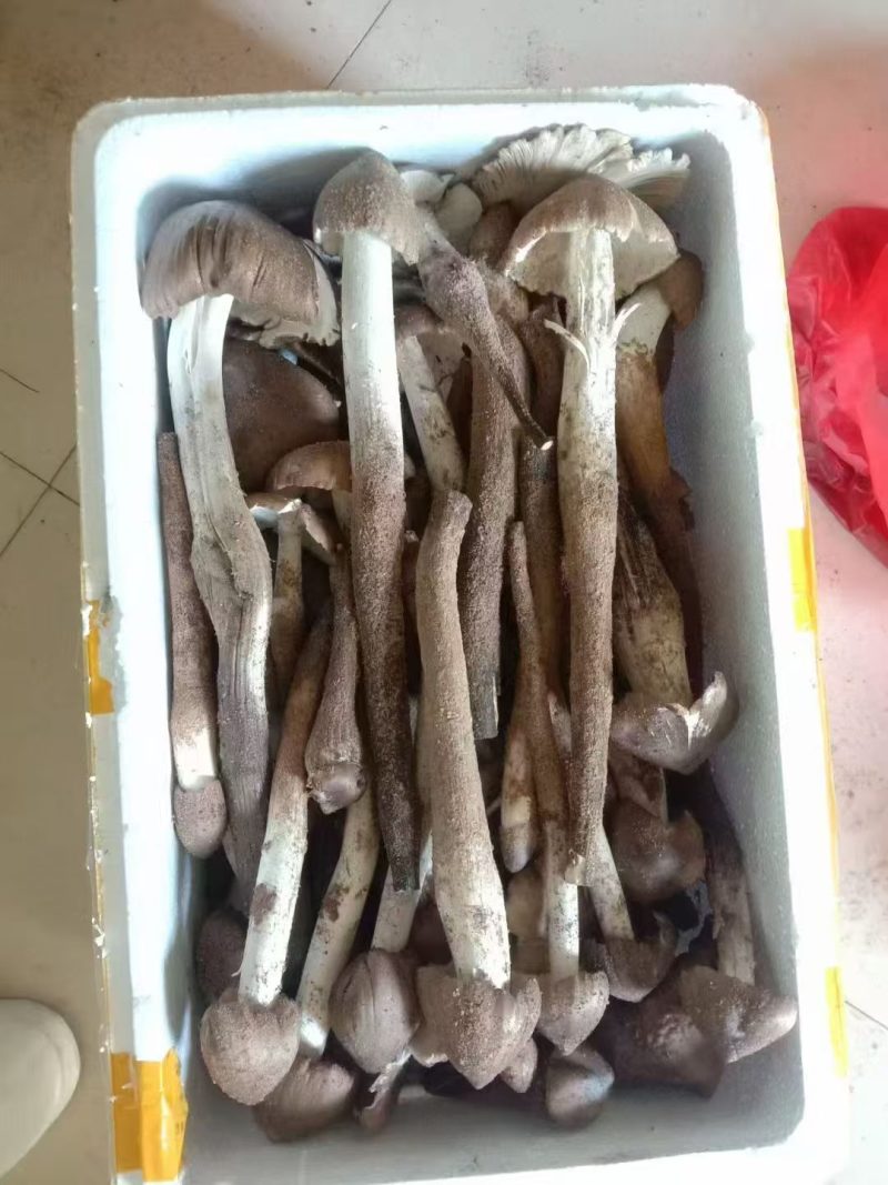 野生鸡枞菌