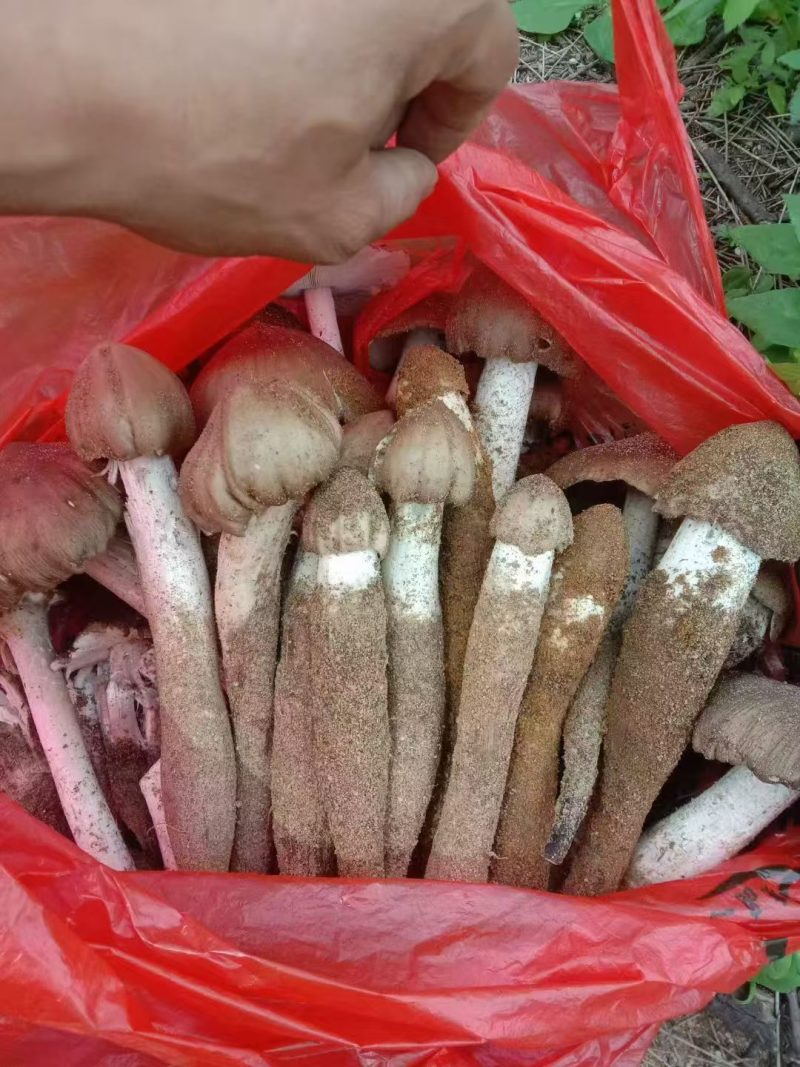 野生鸡枞菌