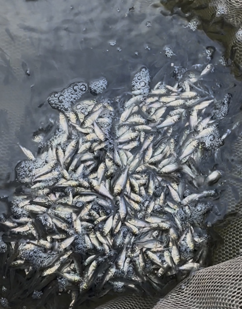 淡水银鲫鱼苗活饵中科三号2-3厘米