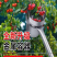 新款摘酸枣神器撸酸枣专用工具采摘果山枣杨梅山摘加厚打枣收集器