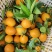 广西夏橙，大量上市，需要的老板，联系