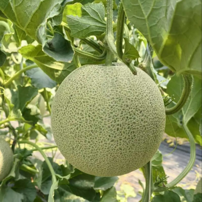【推荐】莘县精品网纹瓜哈密瓜大量上市品质保证量大从优