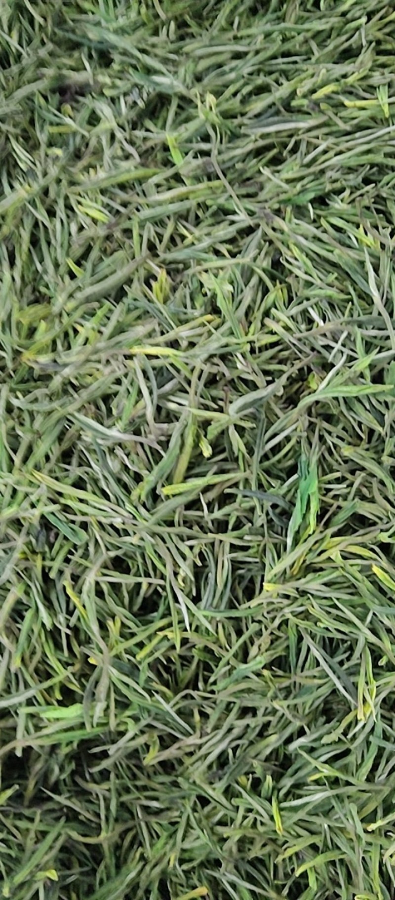 二芽白茶
