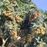 云南一手货源木薯种苗成活率高价格美丽质量好走货快欢迎询价