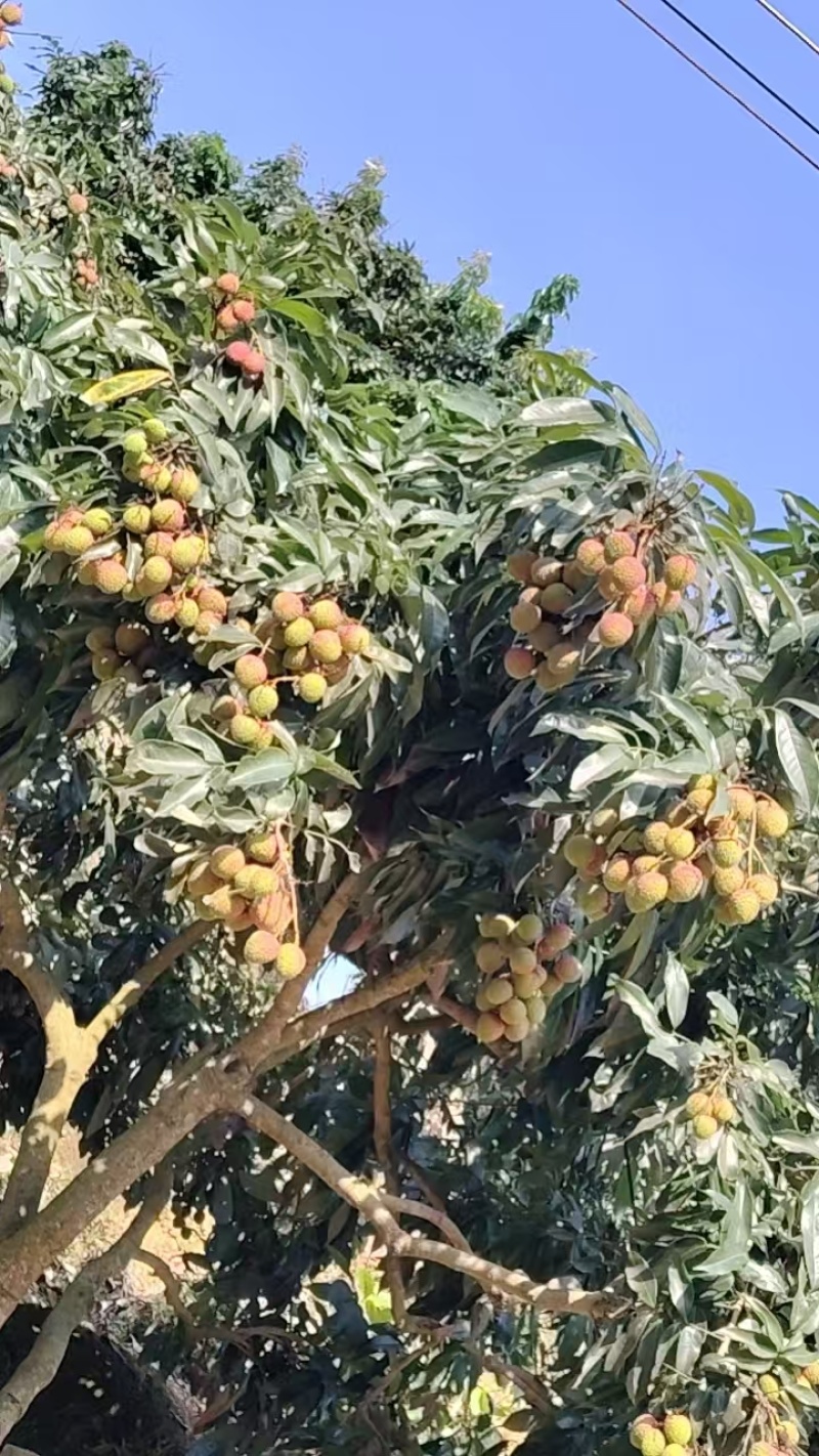 云南一手货源木薯种苗成活率高价格美丽质量好走货快欢迎询价