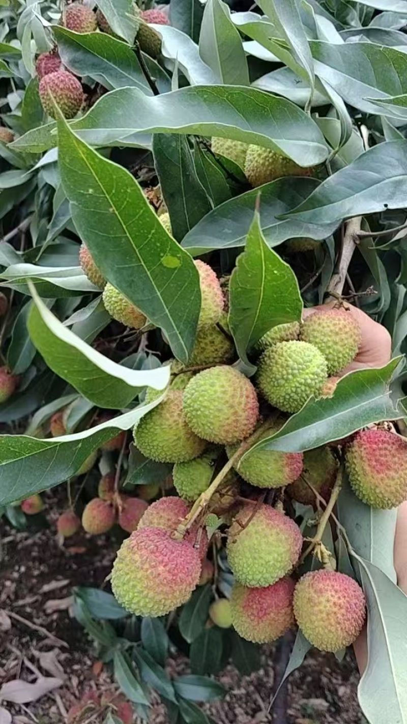 云南一手货源木薯种苗成活率高价格美丽质量好走货快欢迎询价