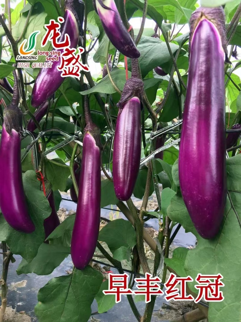 龙盛早丰红冠早熟紫红长茄子种杂交抗病高产皮薄籽少白肉烧烤