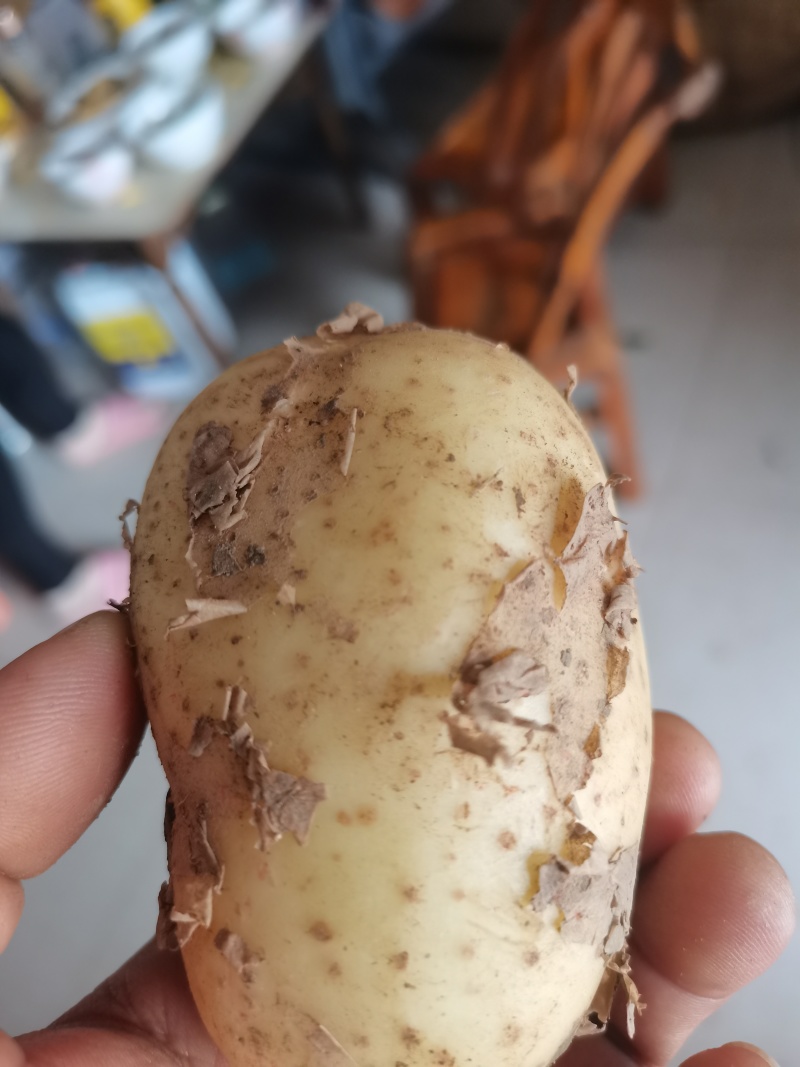 河南南阳优质淀粉薯土豆产地直发量大从优欢迎来电咨询