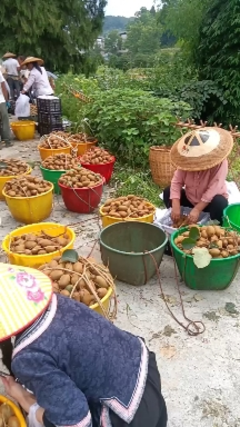 湘西特产米良绿心猕猴桃，口感香甜可口