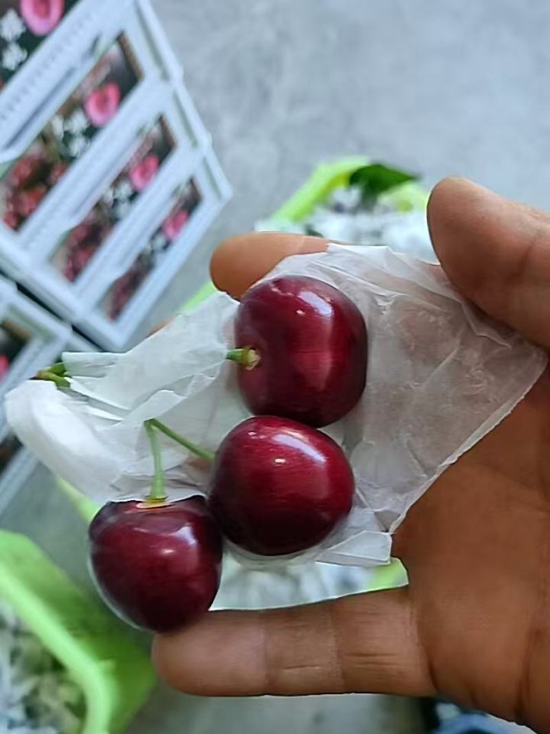 【精品】美早樱桃大量上市产地直发高品质低价格！