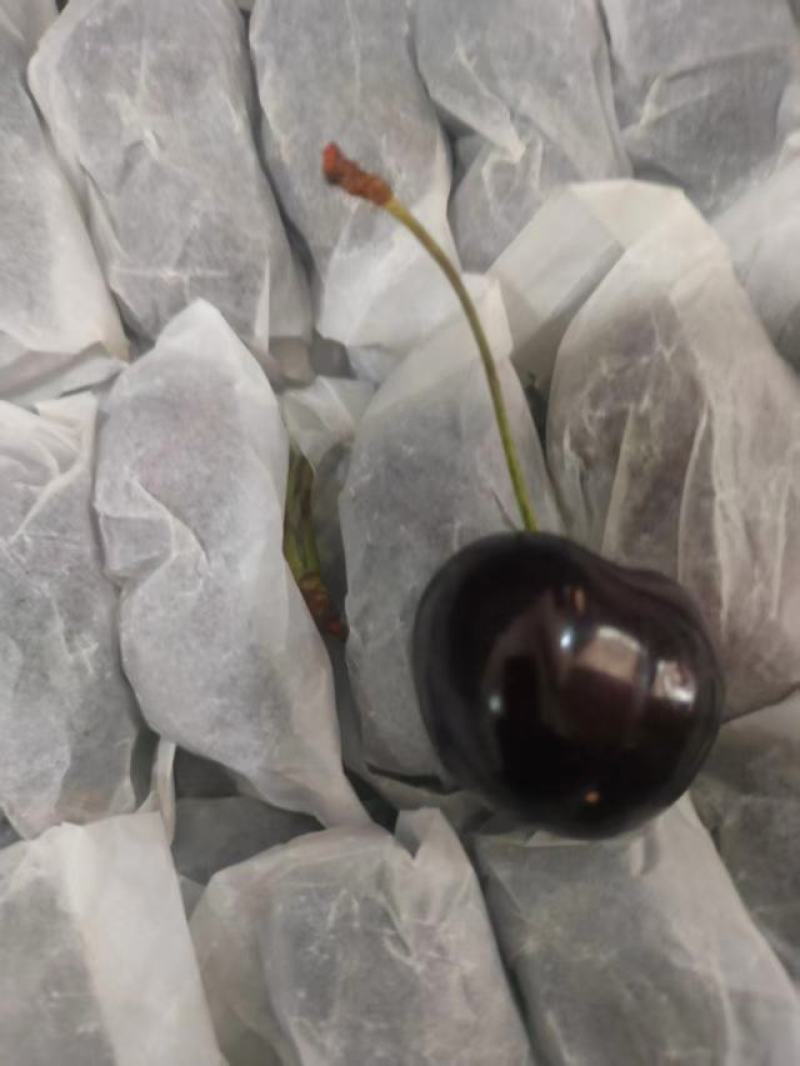 【精品】美早樱桃大量上市产地直发高品质低价格！