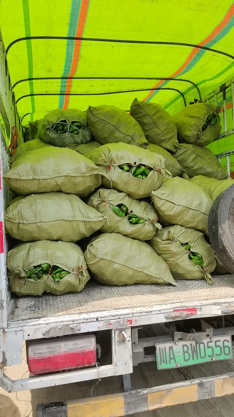 川椒大量上市，基地直发芜湖椒新鲜采摘货源充足