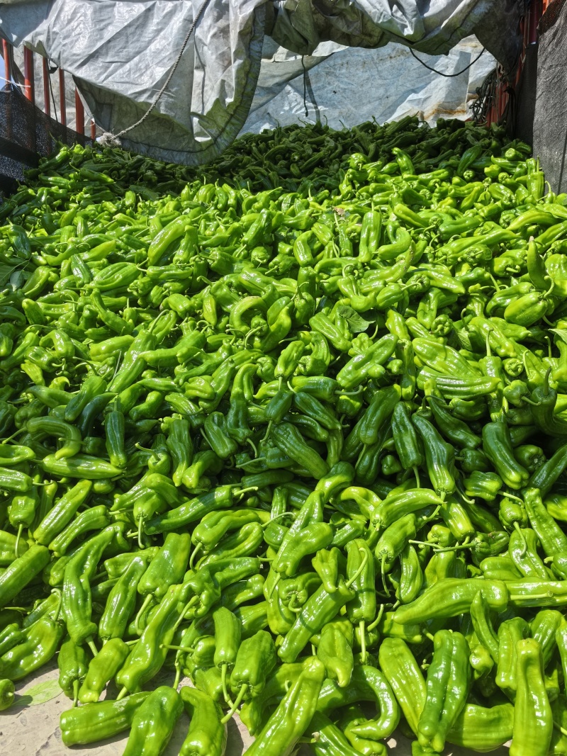 川椒大量上市，基地直发芜湖椒新鲜采摘货源充足