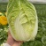 白菜456大小