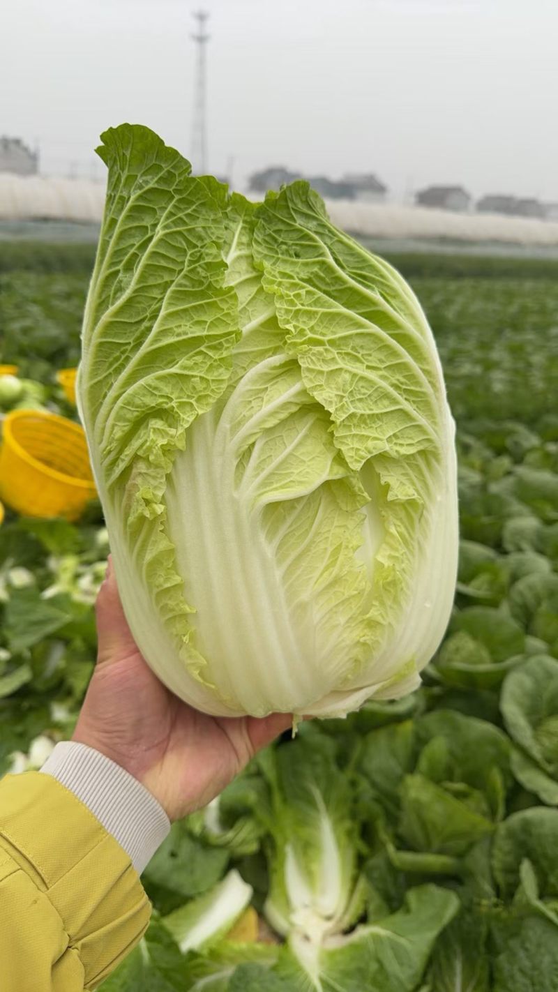 白菜456大小