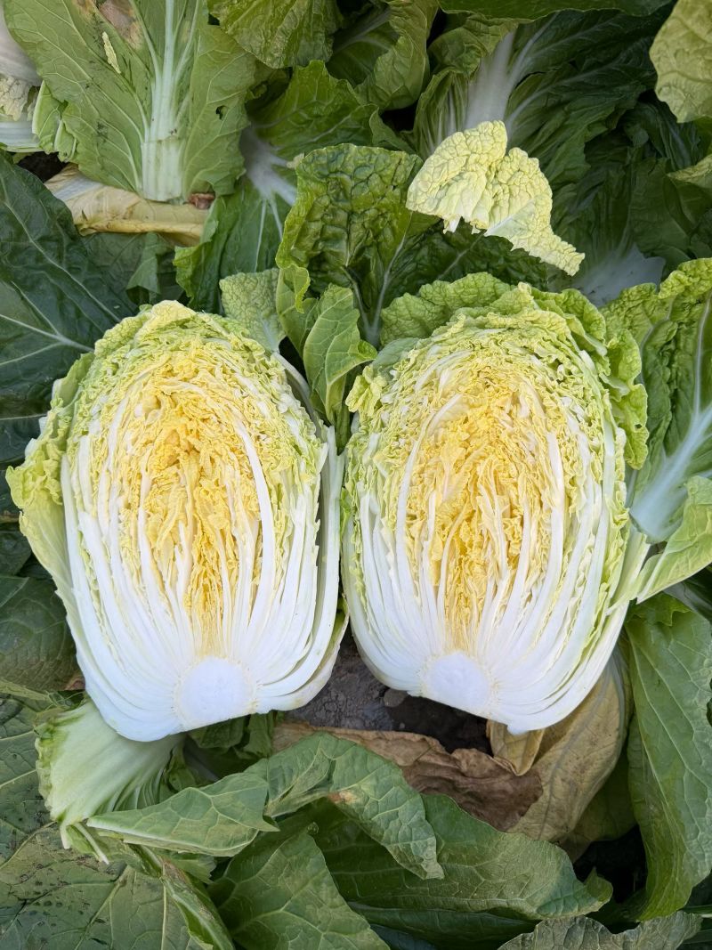 白菜456大小
