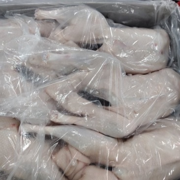 现货一级两光鹅