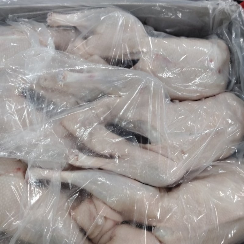 现货一级两光鹅