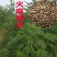 当季新籽火麻仁种子庭院种植耐寒植物中草药盆栽绿植新鲜种胡