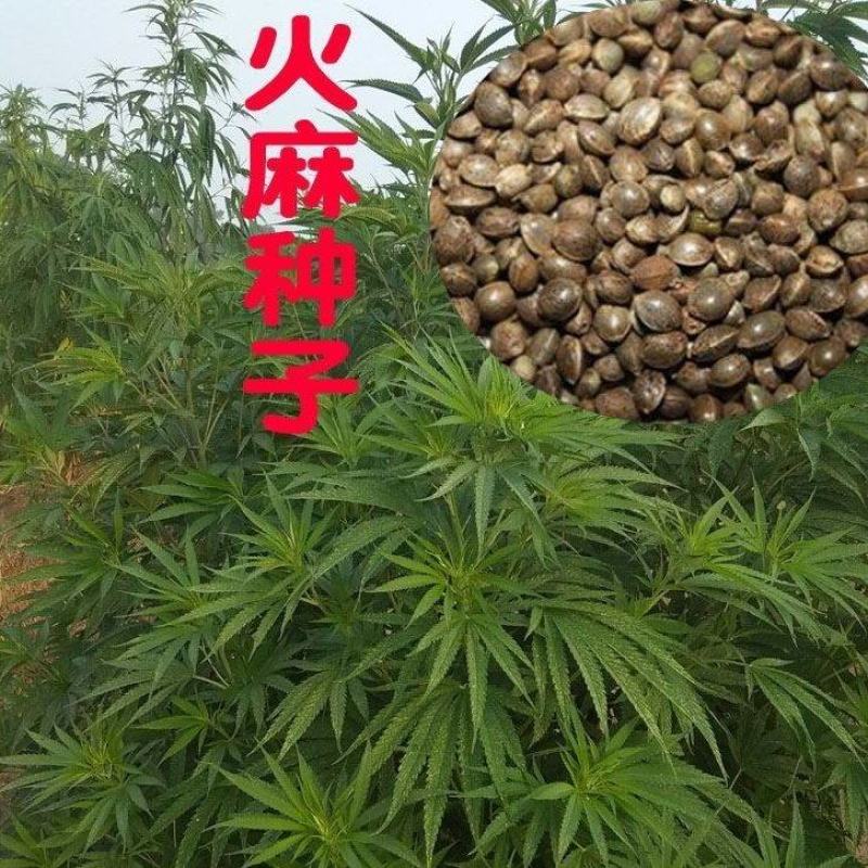 当季新籽火麻仁种子庭院种植耐寒植物中草药盆栽绿植新鲜种胡