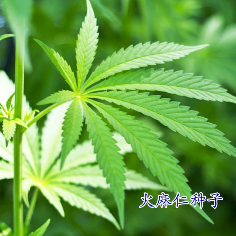 当季新籽火麻仁种子庭院种植耐寒植物中草药盆栽绿植新鲜种胡