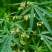 当季新籽火麻仁种子庭院种植耐寒植物中草药盆栽绿植新鲜种胡