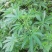 当季新籽火麻仁种子庭院种植耐寒植物中草药盆栽绿植新鲜种胡