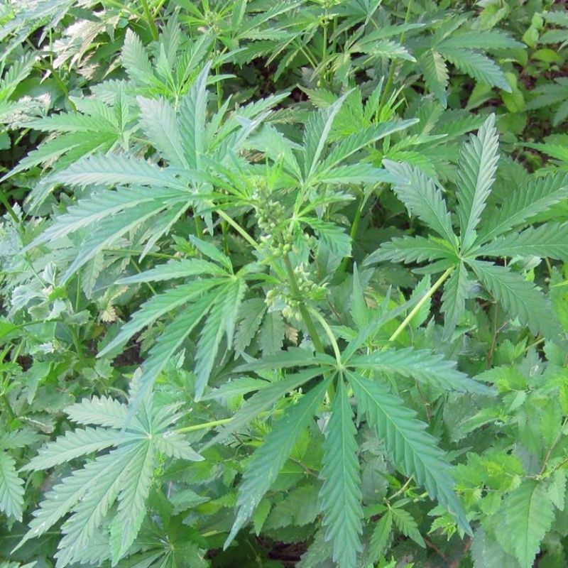 当季新籽火麻仁种子庭院种植耐寒植物中草药盆栽绿植新鲜种胡