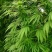 当季新籽火麻仁种子庭院种植耐寒植物中草药盆栽绿植新鲜种胡