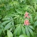 当季新籽火麻仁种子庭院种植耐寒植物中草药盆栽绿植新鲜种胡