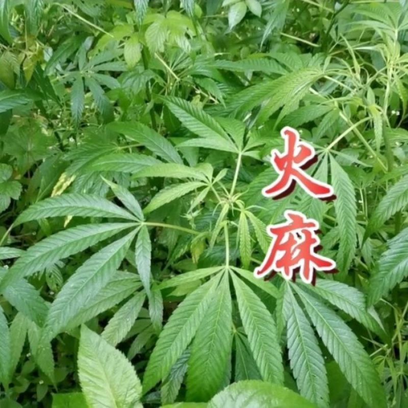 当季新籽火麻仁种子庭院种植耐寒植物中草药盆栽绿植新鲜种胡
