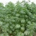当季新籽火麻仁种子庭院种植耐寒植物中草药盆栽绿植新鲜种胡