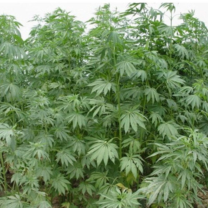 当季新籽火麻仁种子庭院种植耐寒植物中草药盆栽绿植新鲜种胡