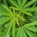 当季新籽火麻仁种子庭院种植耐寒植物中草药盆栽绿植新鲜种胡
