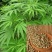 当季新籽火麻仁种子庭院种植耐寒植物中草药盆栽绿植新鲜种胡
