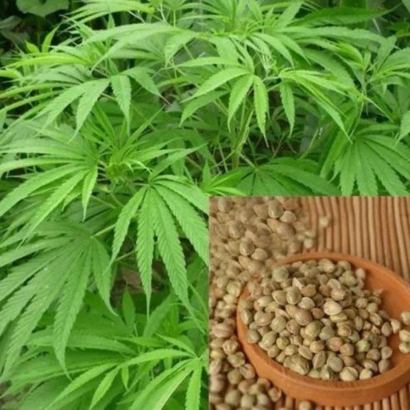 当季新籽火麻仁种子庭院种植耐寒植物中草药盆栽绿植新鲜种胡