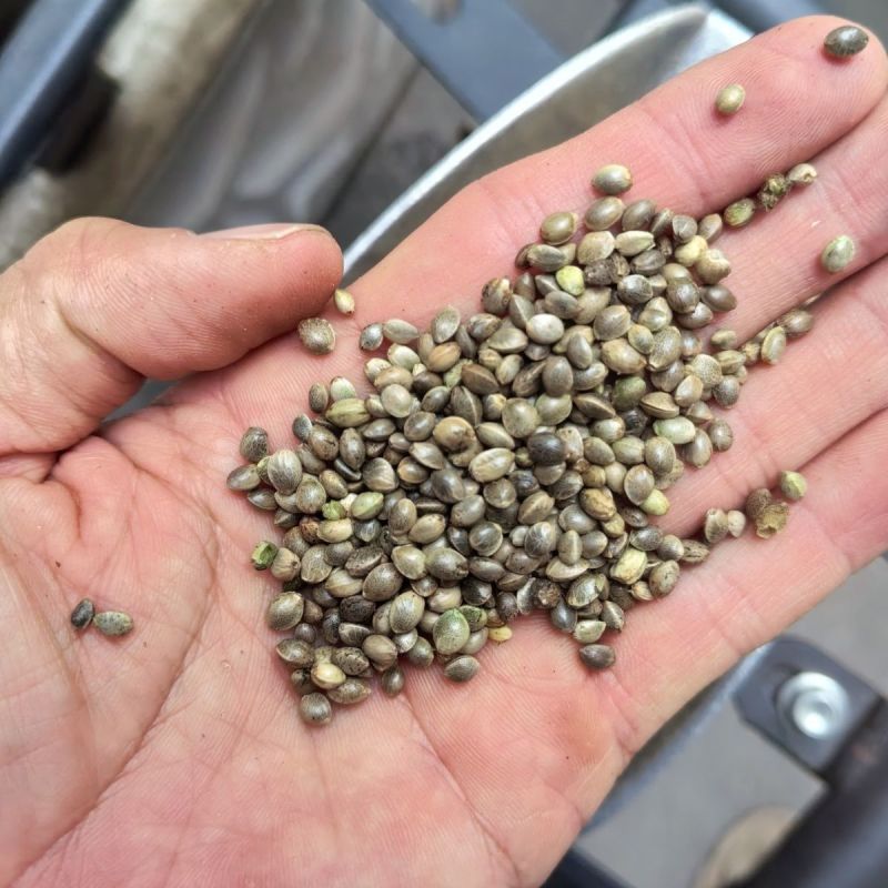 当季新籽火麻仁种子庭院种植耐寒植物中草药盆栽绿植新鲜种胡