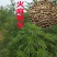 当季新籽火麻仁种子庭院种植耐寒植物中草药盆栽绿植新鲜种胡