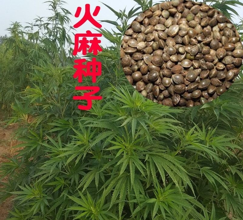 当季新籽火麻仁种子庭院种植耐寒植物中草药盆栽绿植新鲜种胡