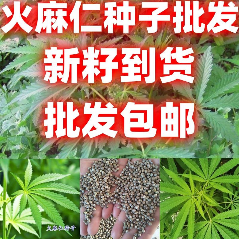 当季新籽火麻仁种子庭院种植耐寒植物中草药盆栽绿植新鲜种胡