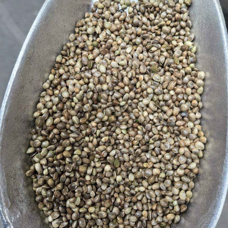 当季新籽火麻仁种子庭院种植耐寒植物中草药盆栽绿植新鲜种胡