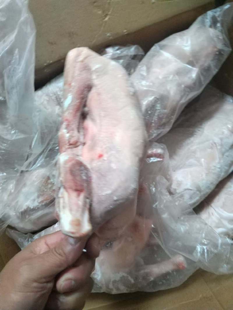 现货二级两光鹅