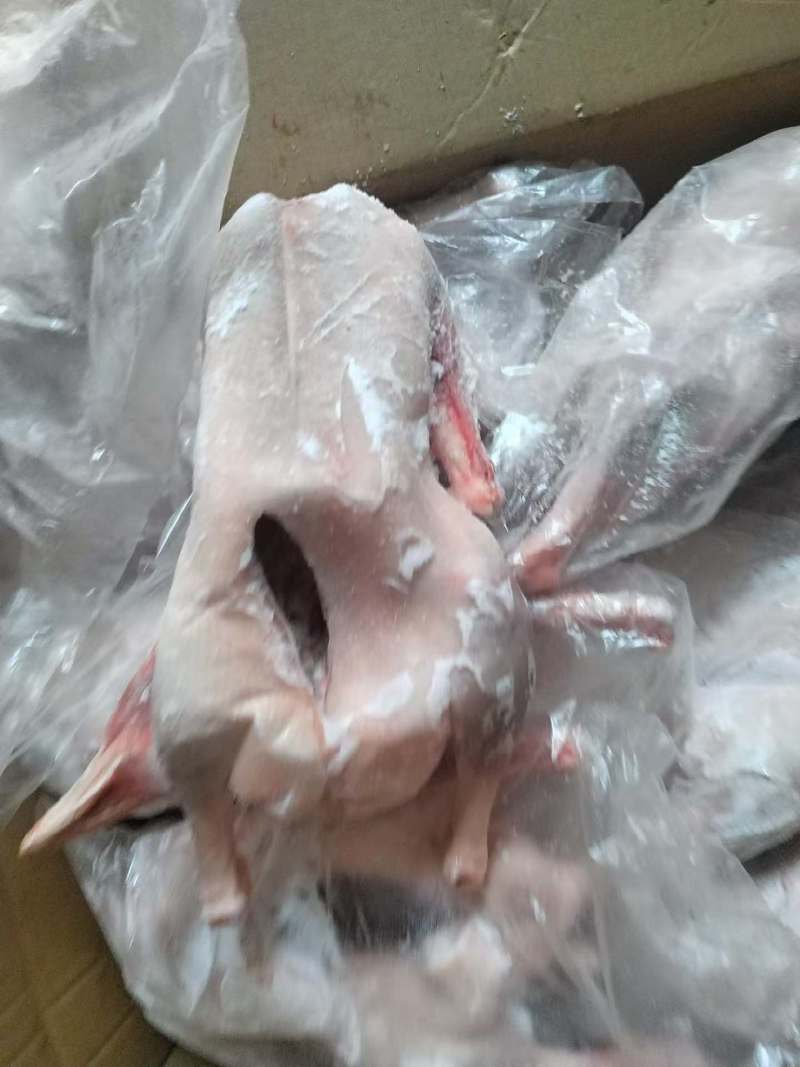 现货二级两光鹅